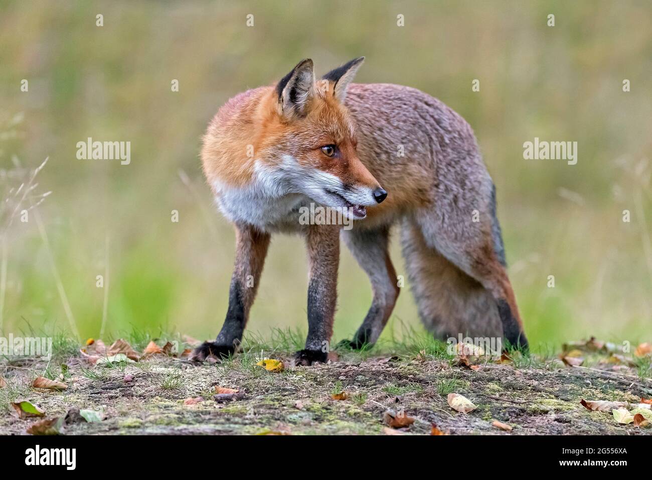 Volpe rossa (Vulpes vulpes) guardando indietro / indietro in campo in autunno Foto Stock