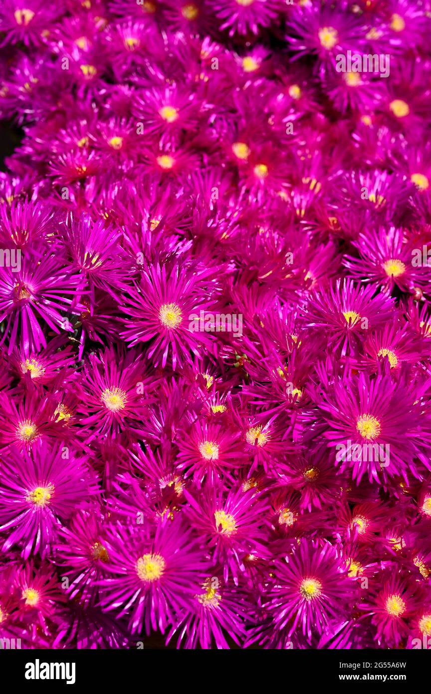Vivace ghiaccio rosa piante fiori Delosperma cooperi in giardino soleggiato UK Foto Stock