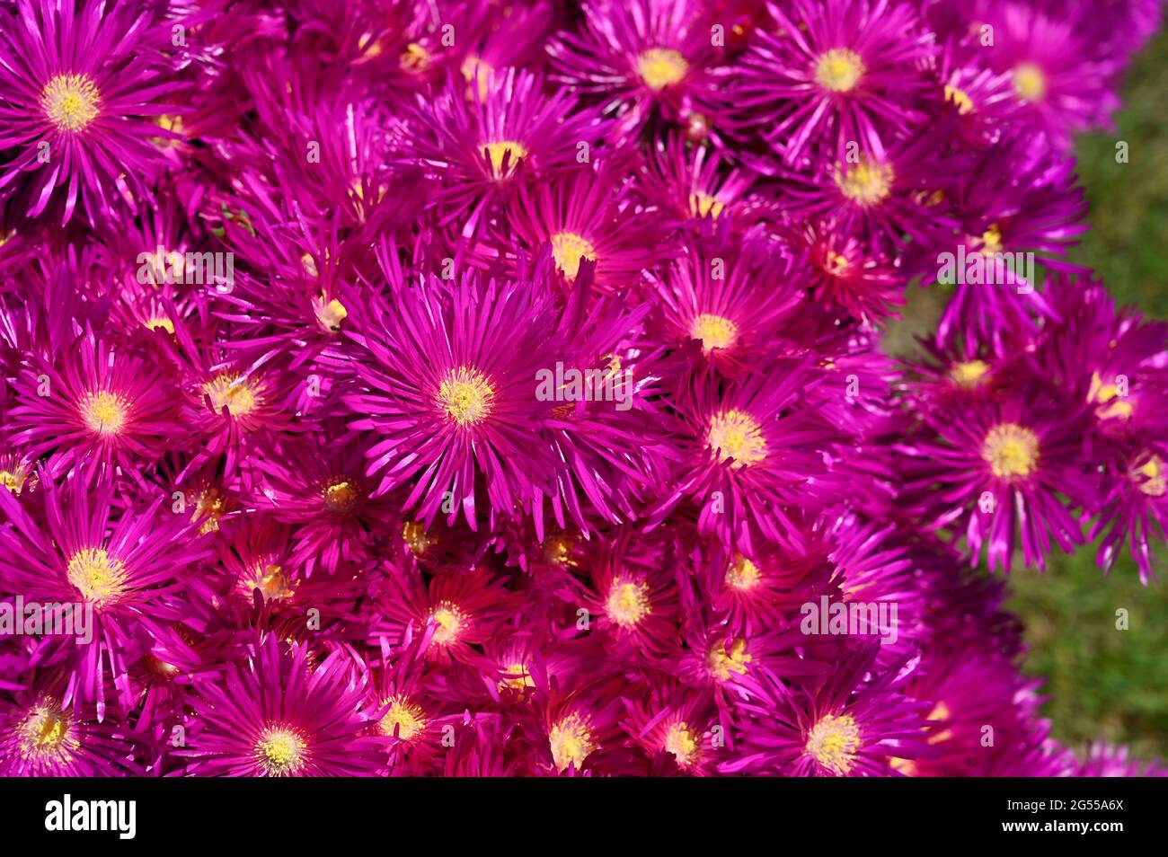 Vivace ghiaccio rosa piante fiori Delosperma cooperi in giardino soleggiato UK Foto Stock