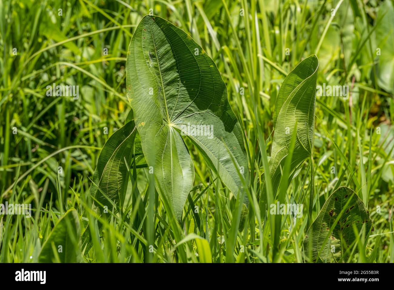 Grandi foglie a forma di freccia che crescono verso l'alto dall'acqua fangosa poco profonda tra le erbe nelle zone umide in una giornata di sole nelle prime ore estive Foto Stock