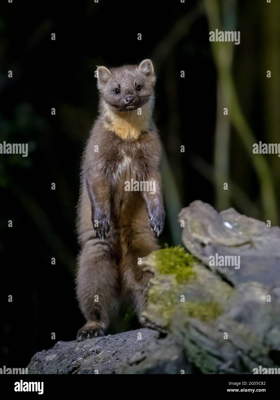 Martora di pino (Martes Martes) in piedi su tronco in circostanze buie in una foresta di notte. Fauna selvatica scena della natura in Europa. Foto Stock