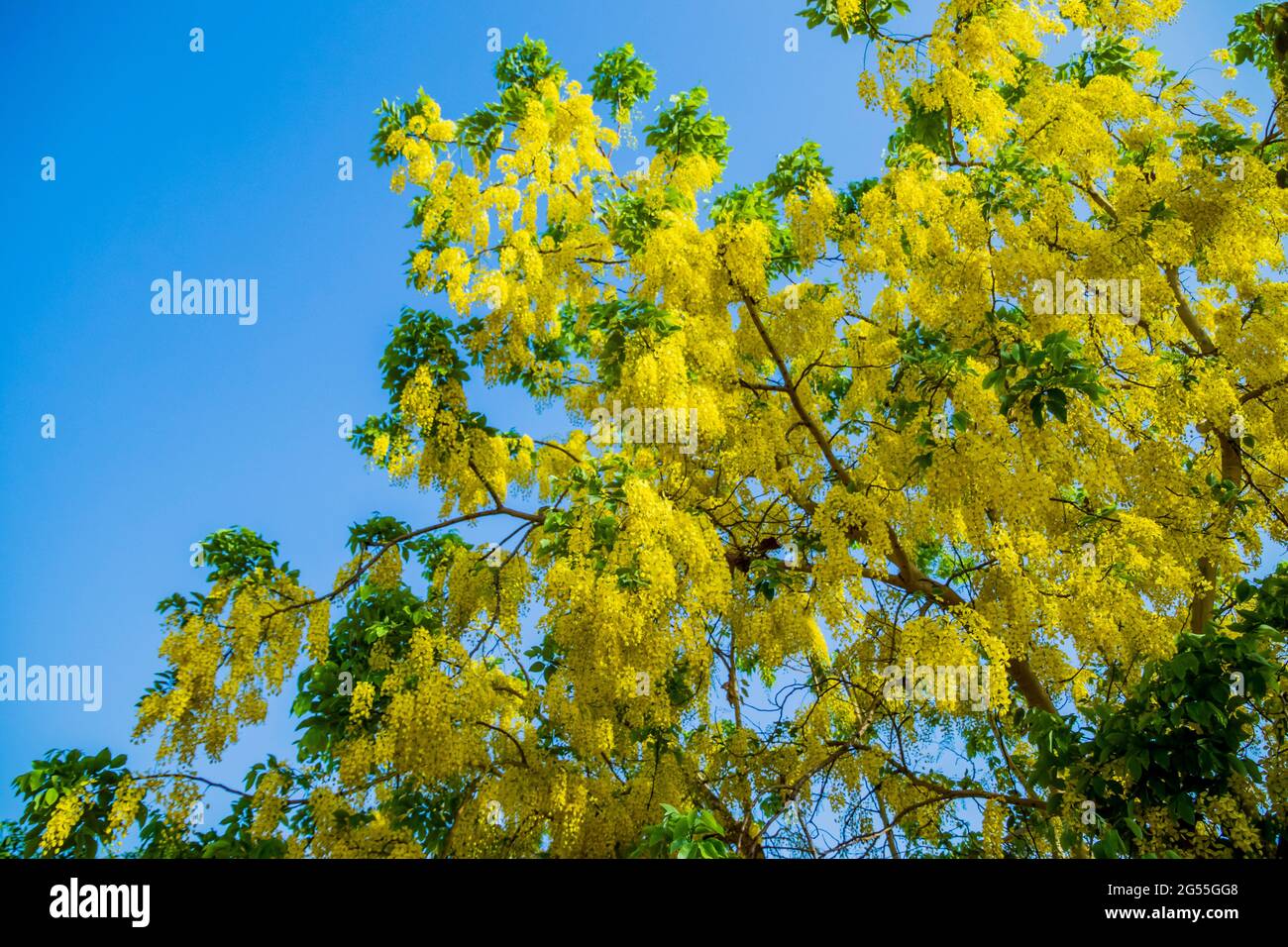 Varie vedute dell'albero della doccia dorato Foto Stock