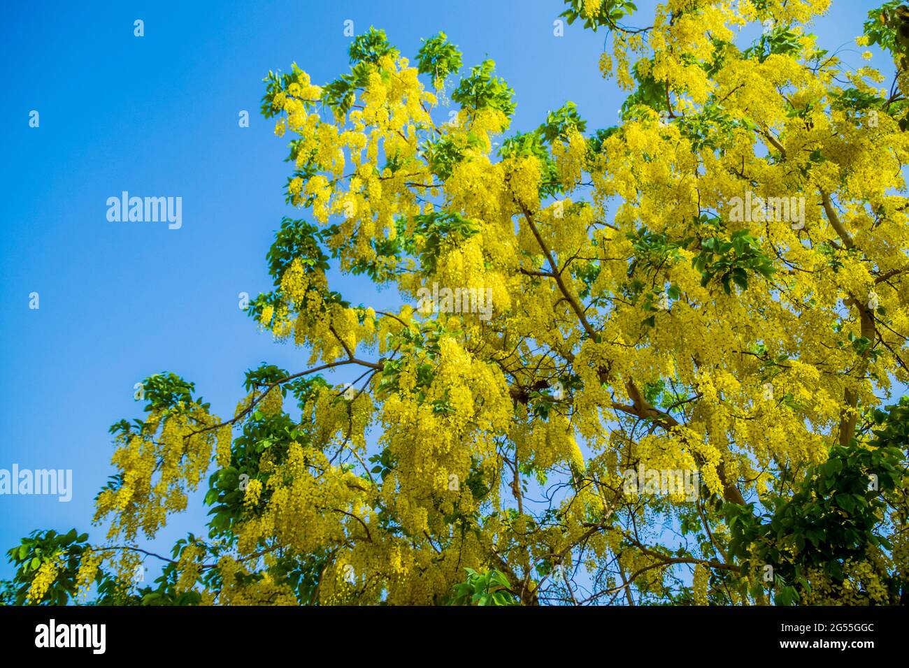 Varie vedute dell'albero della doccia dorato Foto Stock