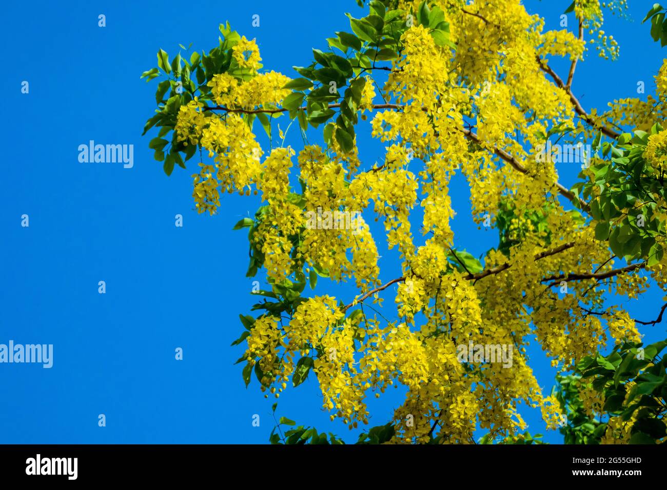 Varie vedute dell'albero della doccia dorato Foto Stock