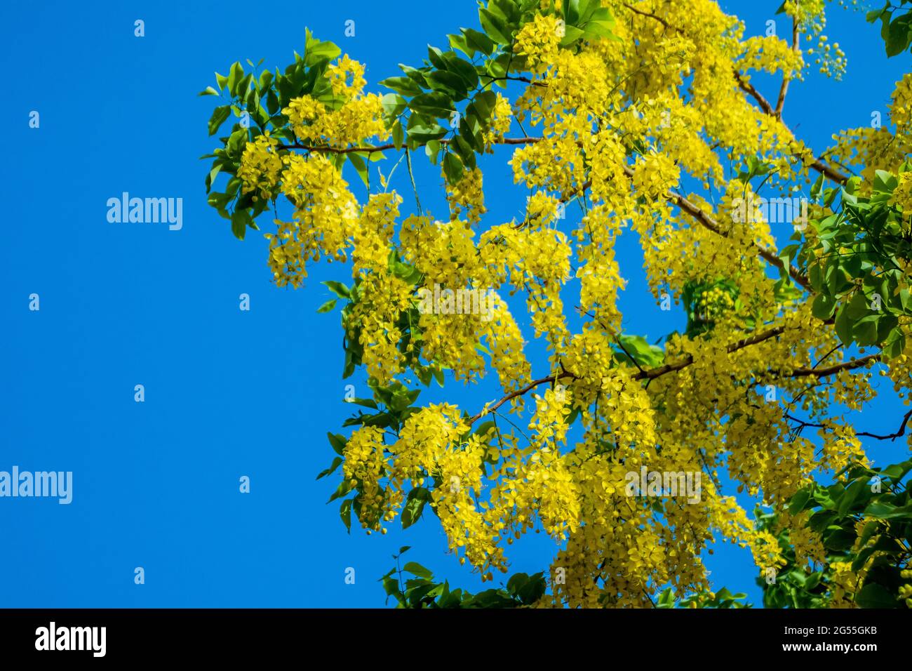 Varie vedute dell'albero della doccia dorato Foto Stock