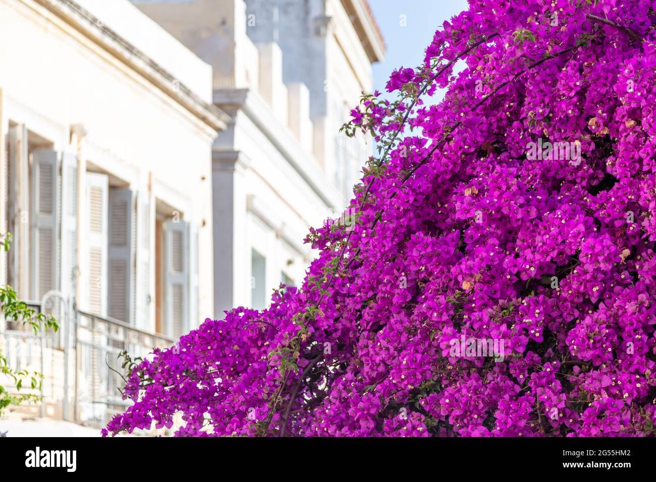 Bougainvillea pianta ornamentale con fiori viola di fronte a blur edificio neoclassico a Ermoupolis capitale dell'isola di Syros, Cicladi, Grecia. Somma Foto Stock