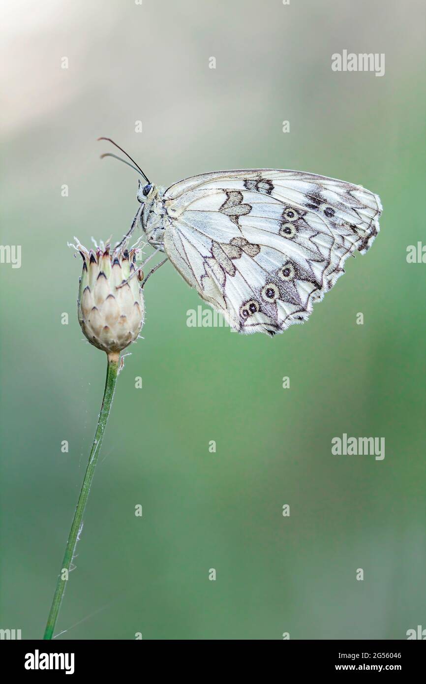 Iberico marmorizzato bianco (Melanargia lachesis) Foto Stock