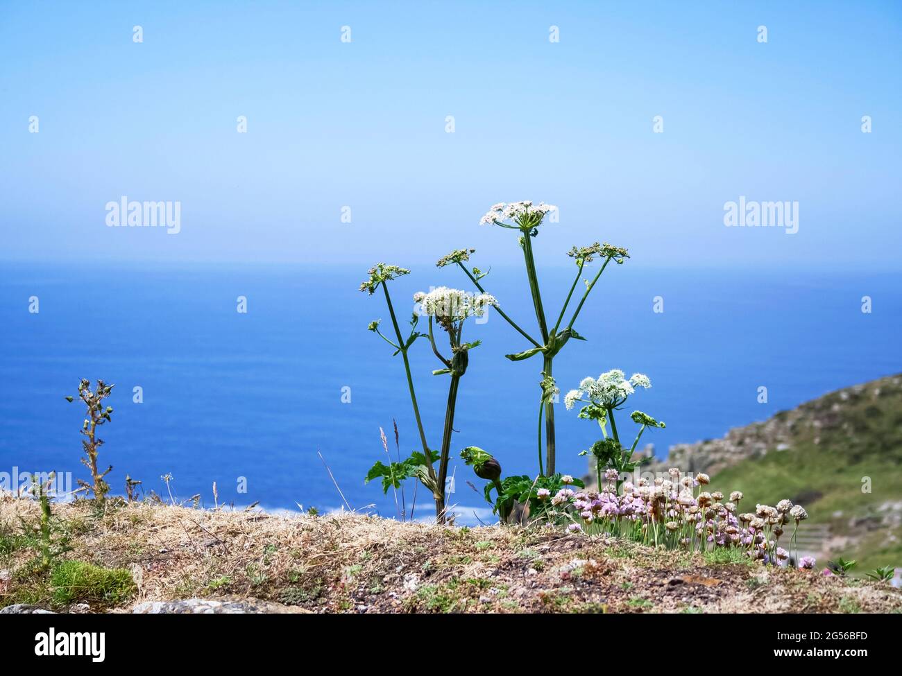 Vista mare con fiori in Cornovaglia (Inghilterra) in una giornata estiva soleggiata Foto Stock