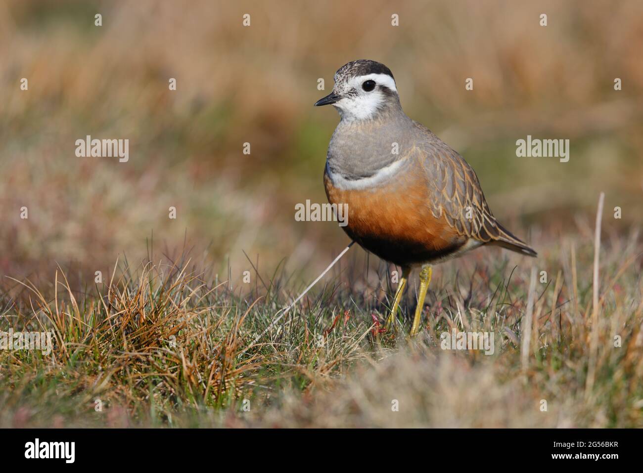 Una donna adulta Eurasian Dotterel (Charadrius morinellus) nell'allevamento piumaggio presso il tradizionale posto di staging migrazione di Pendle Hill, Lancashire, Regno Unito Foto Stock