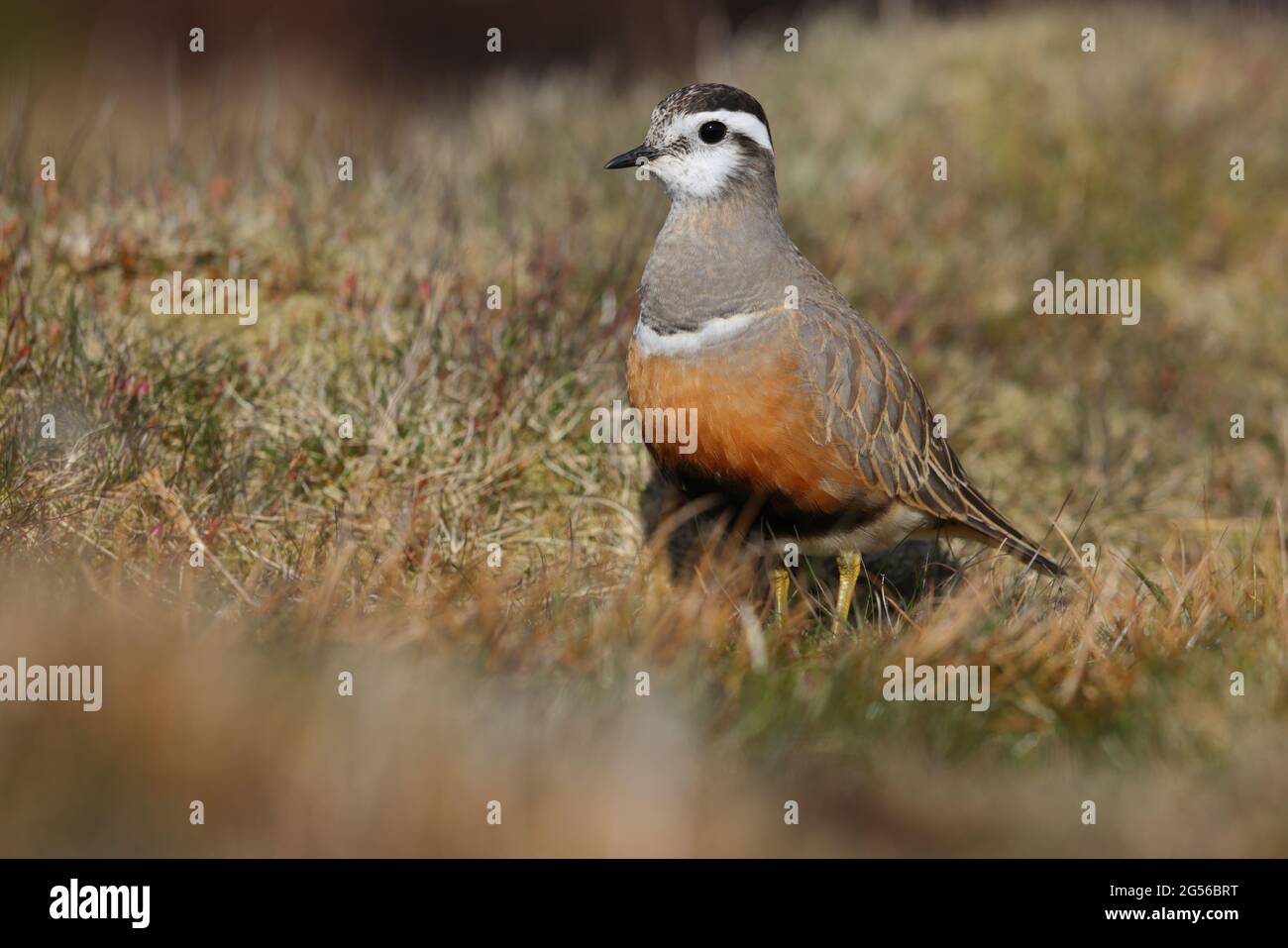 Una donna adulta Eurasian Dotterel (Charadrius morinellus) nell'allevamento piumaggio presso il tradizionale posto di staging migrazione di Pendle Hill, Lancashire, Regno Unito Foto Stock