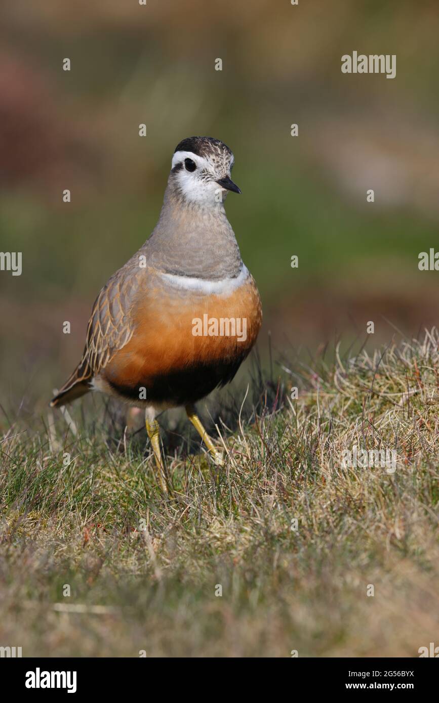 Una donna adulta Eurasian Dotterel (Charadrius morinellus) nell'allevamento piumaggio presso il tradizionale posto di staging migrazione di Pendle Hill, Lancashire, Regno Unito Foto Stock