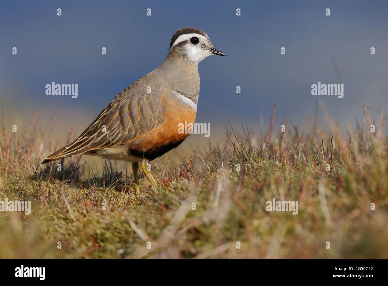 Una donna adulta Eurasian Dotterel (Charadrius morinellus) nell'allevamento piumaggio presso il tradizionale posto di staging migrazione di Pendle Hill, Lancashire, Regno Unito Foto Stock