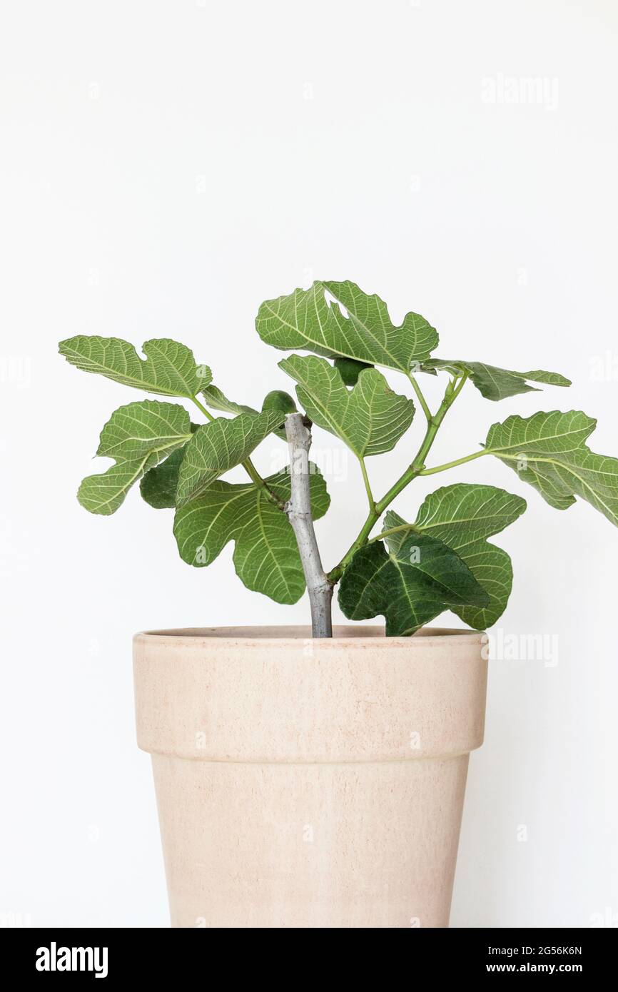 GarveeHome Albero Di Fico Finto 1,8m, Con 42 Foglie E Vaso In Cemento, Pianta Artificiale Per Interni - 3