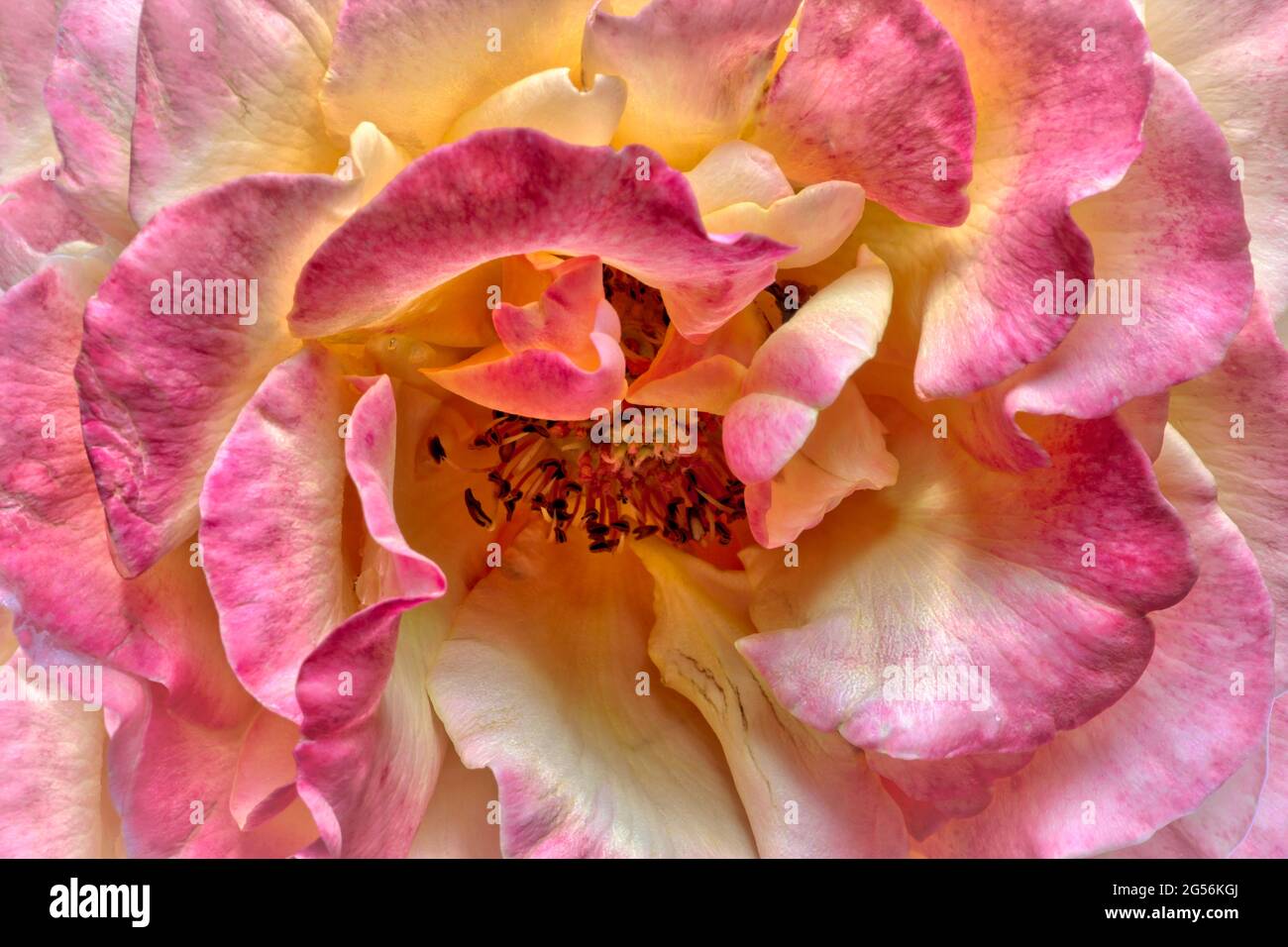 FLORA: Rosa tè ibrido Foto Stock