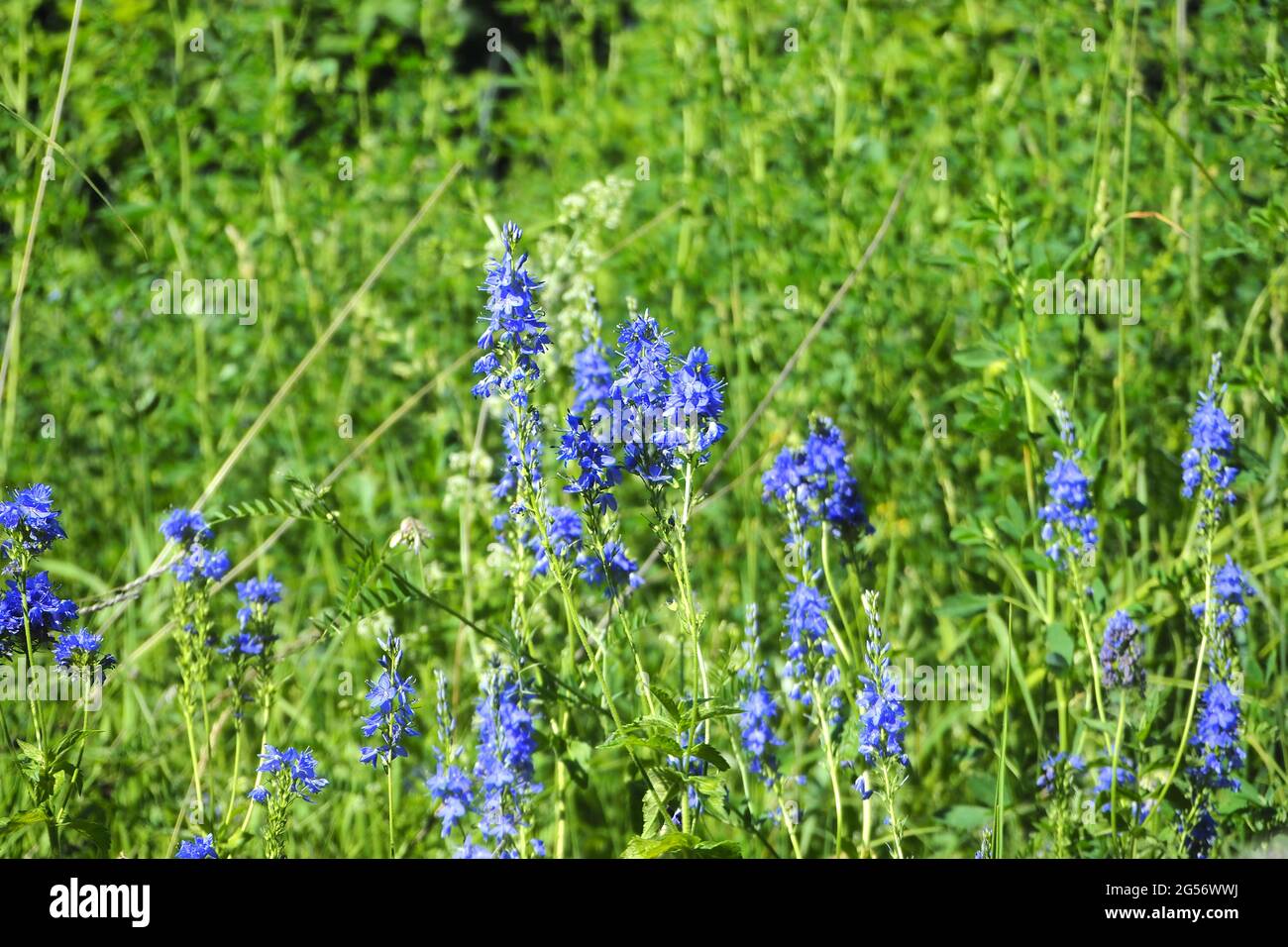 Un prato estivo con erba verde alta e fiori selvatici. Foto Stock