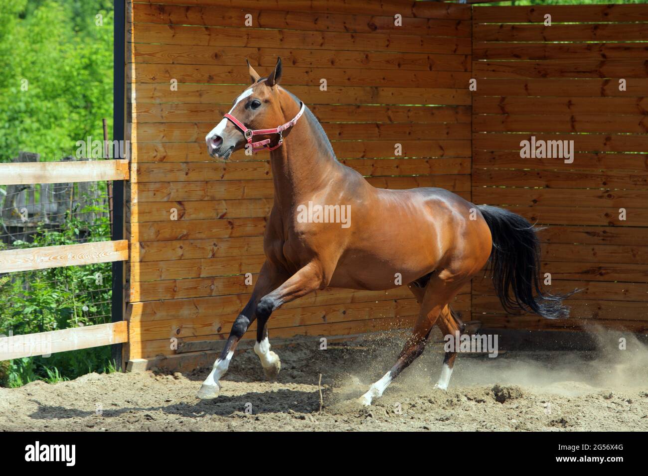 Giovane stallone aristocratico della baia di Akhal Teke razza di cavallo dal Turkmenistan, galoppando in un paddock, stalla di legno Foto Stock