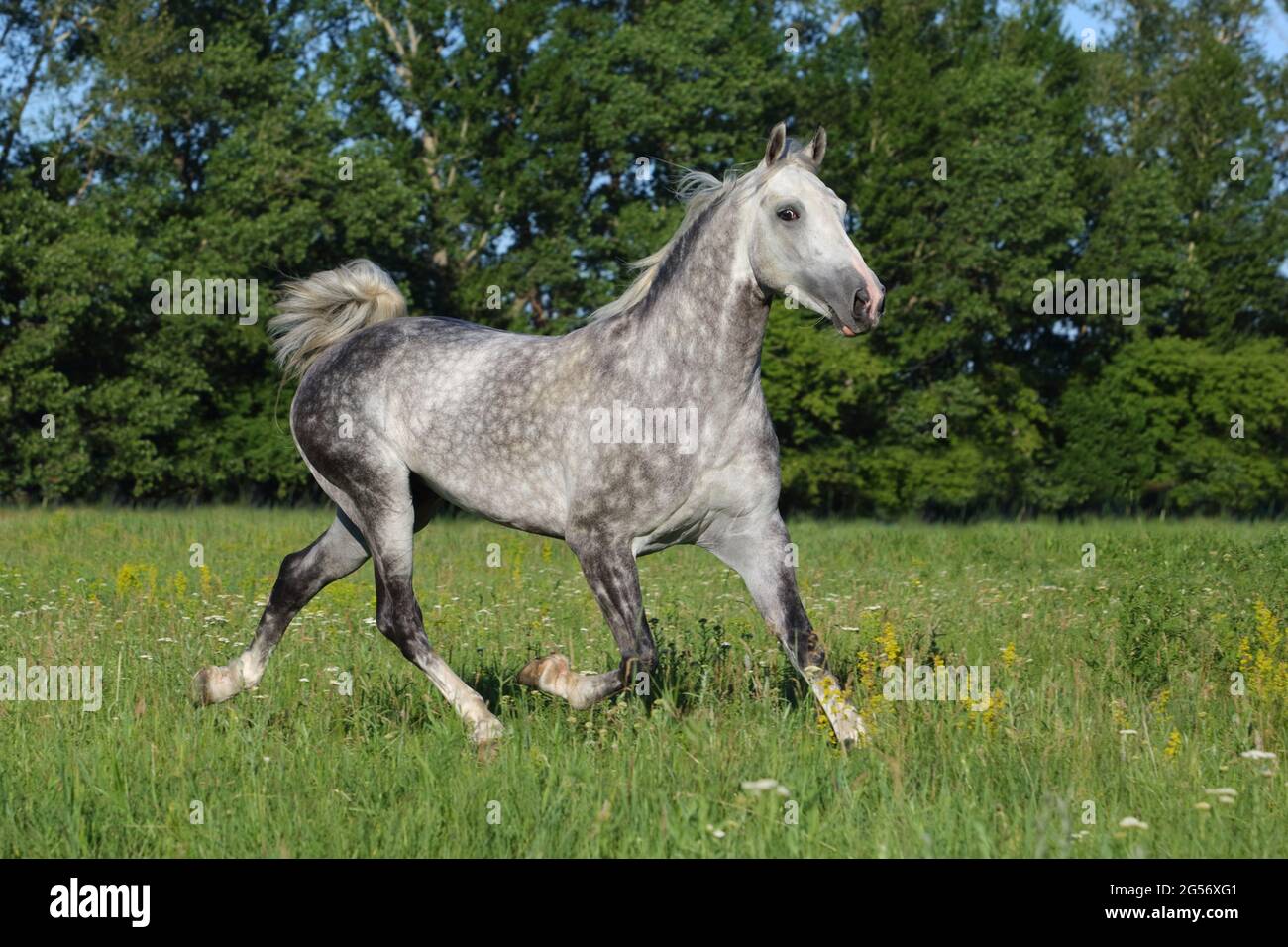 Cavallo andaluso vicino al galoppo lo stabile in corrispondenza del resto Foto Stock