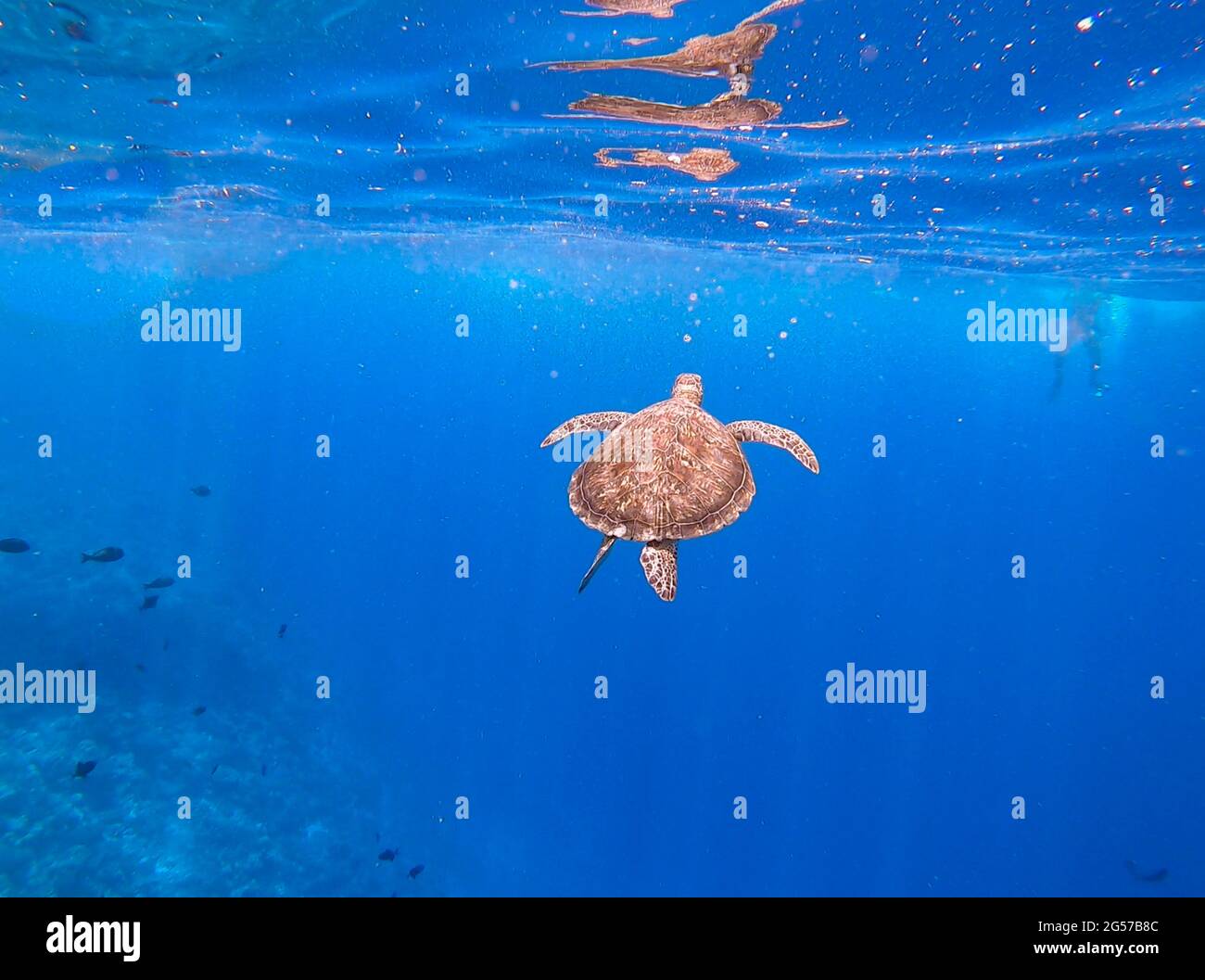 Tartaruga marina che nuota nell'oceano, Atollo Sud di Ari, Maldive Foto Stock