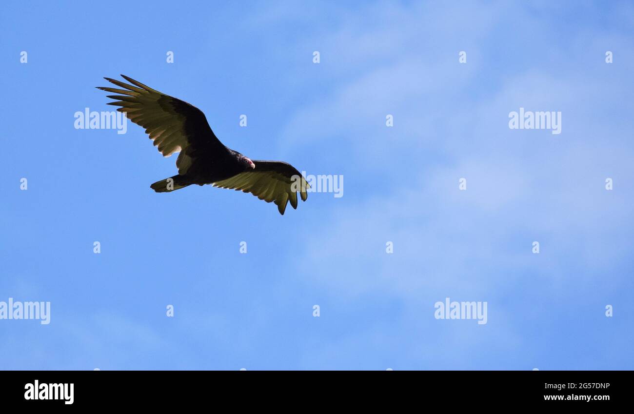 La Turchia avvoltoio in volo Foto Stock