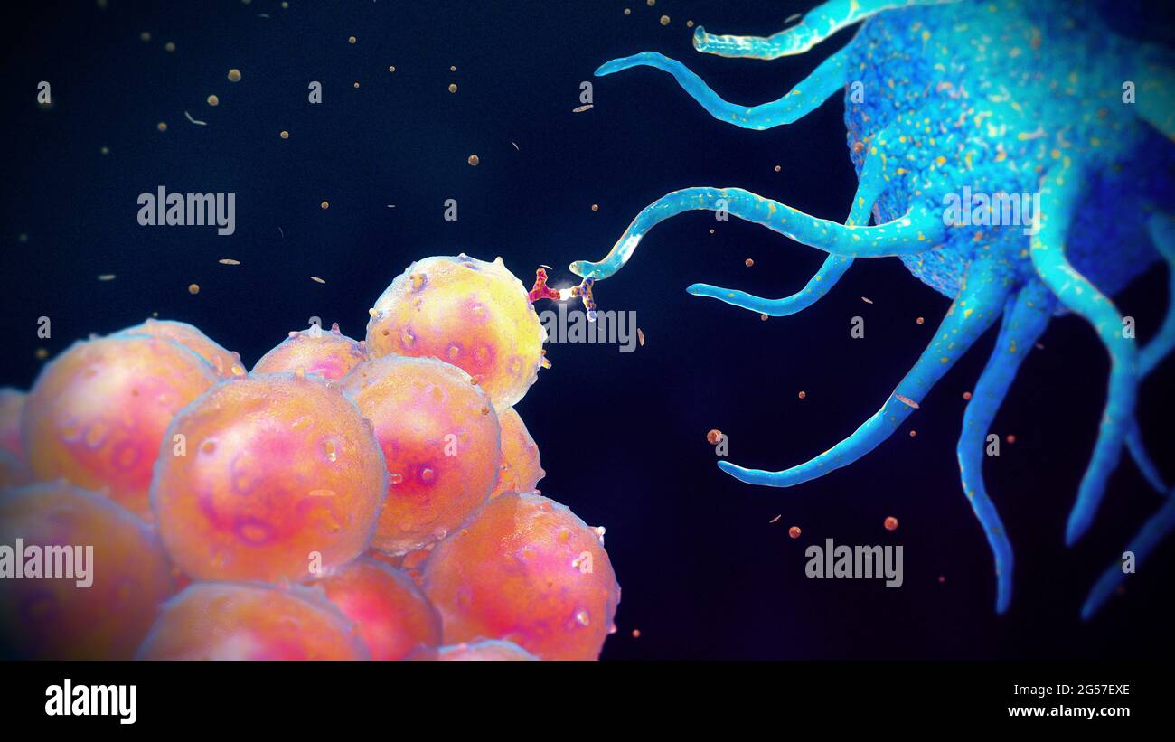 Presentazione dell'antigene per il riconoscimento delle cellule B, illustrazione Foto Stock