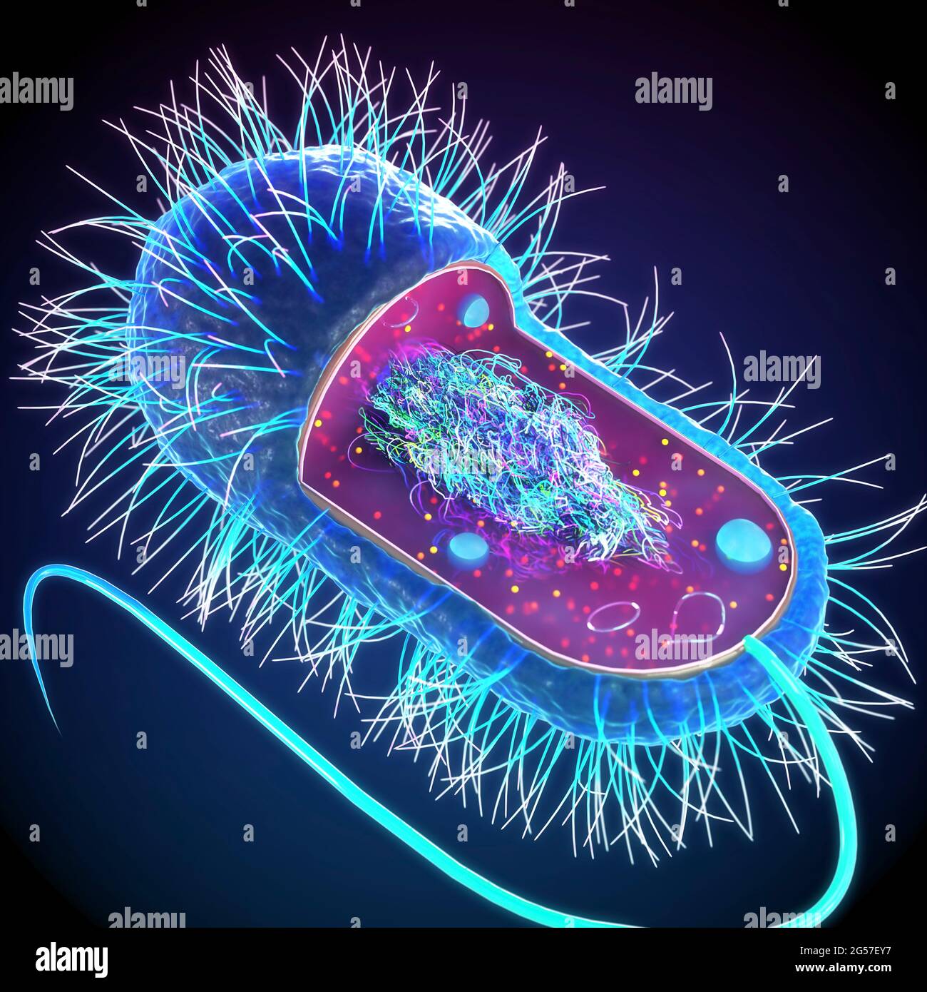 Struttura cellulare procariotica, illustrazione Foto Stock