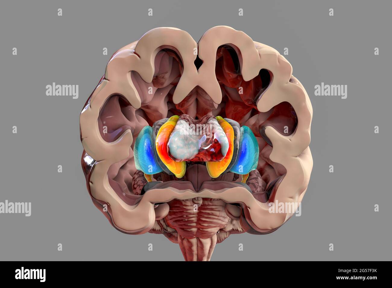 Ganglia basale, illustrazione Foto Stock