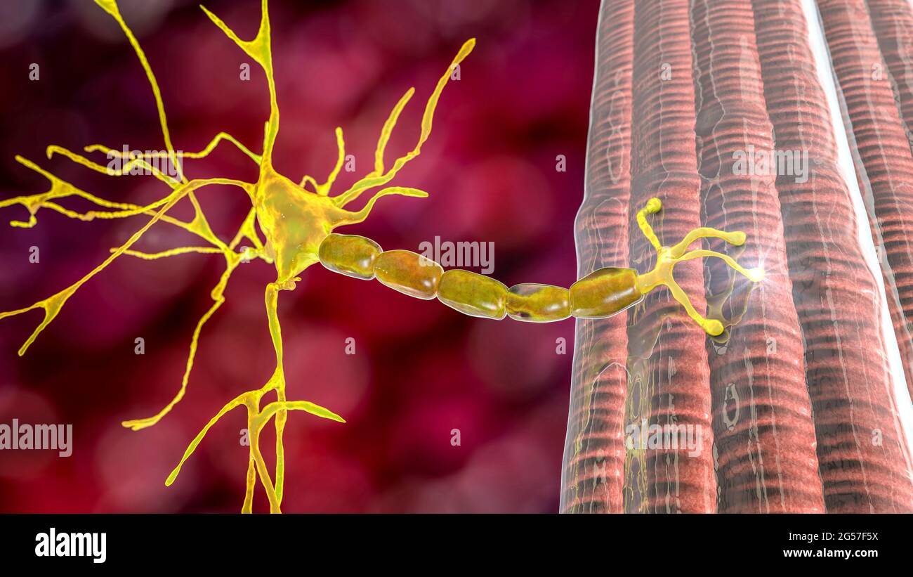 Motoneurone che si collega ad una fibra muscolare, illustrazione Foto Stock