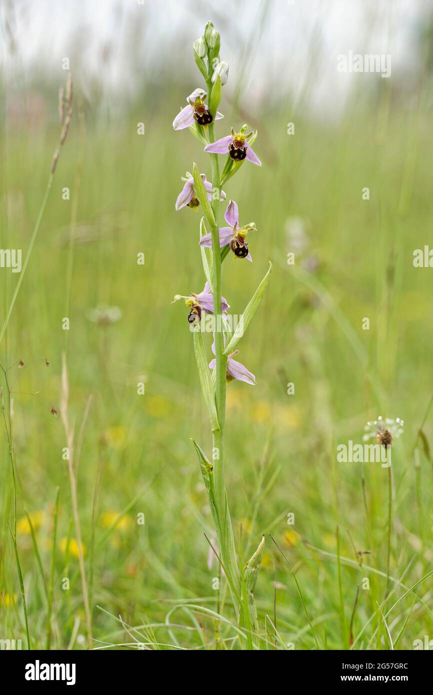 Orchidea dell'ape - apifera dell'Ophrys in habitat calcareo della prateria Foto Stock