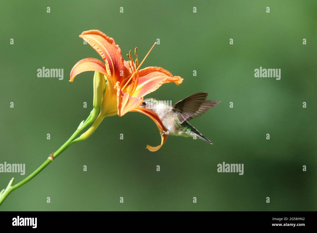 Femmina Ruby ha tirato hummingbird che si nuda su nettare da un fiore di giorno Foto Stock