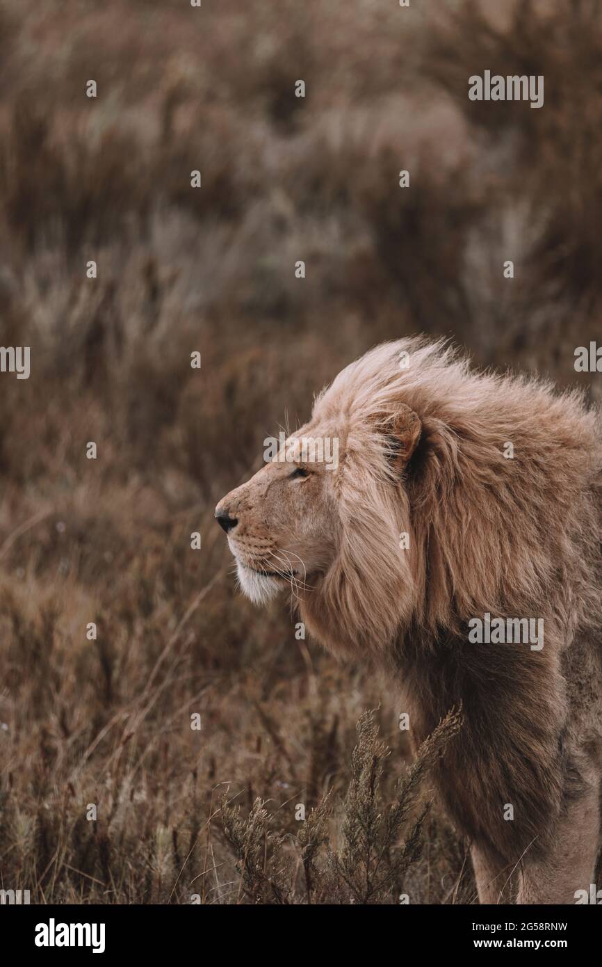 Un leone seduto in un campo Foto Stock