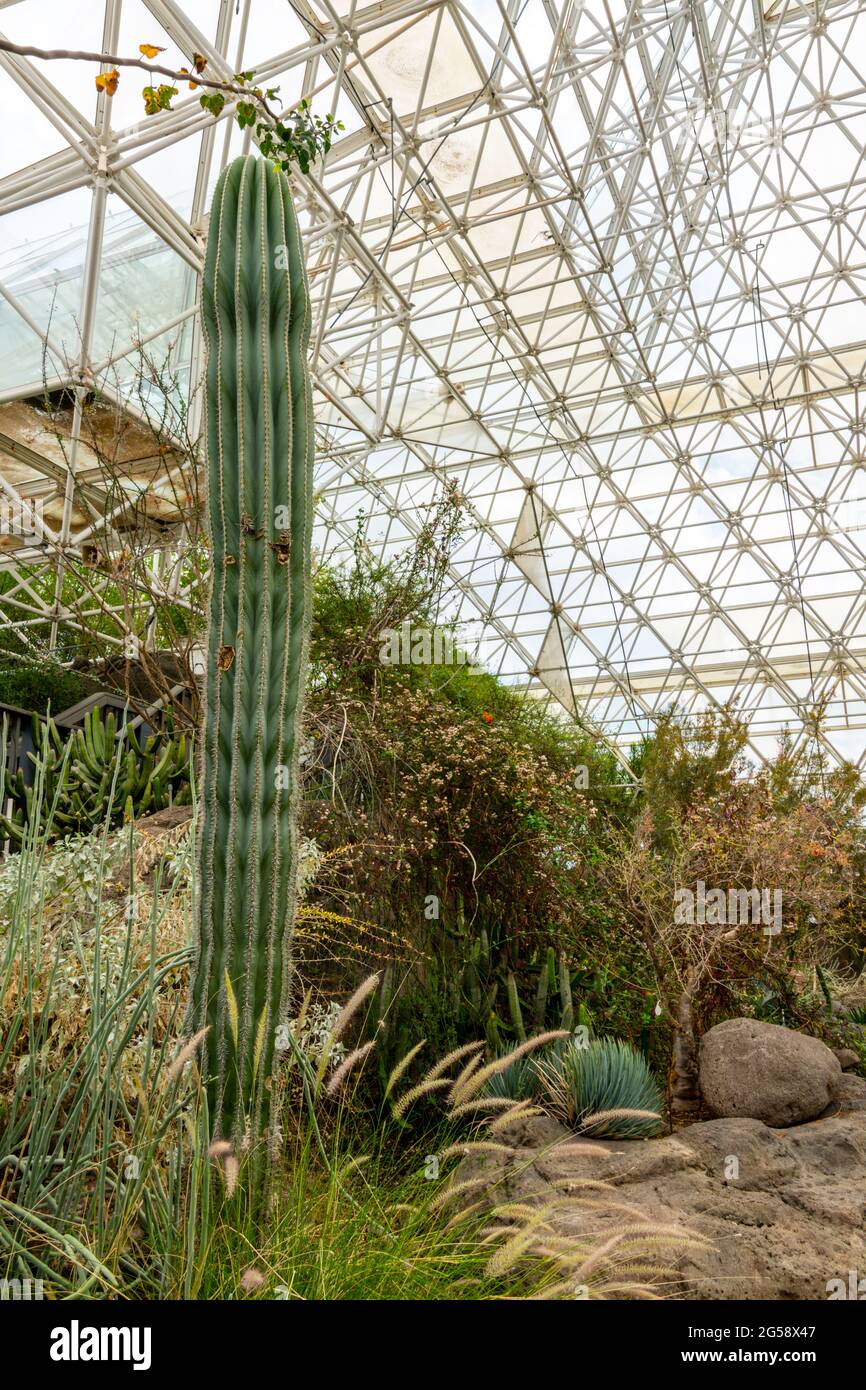 Biosfera 2 - piante del deserto della nebbia Foto Stock