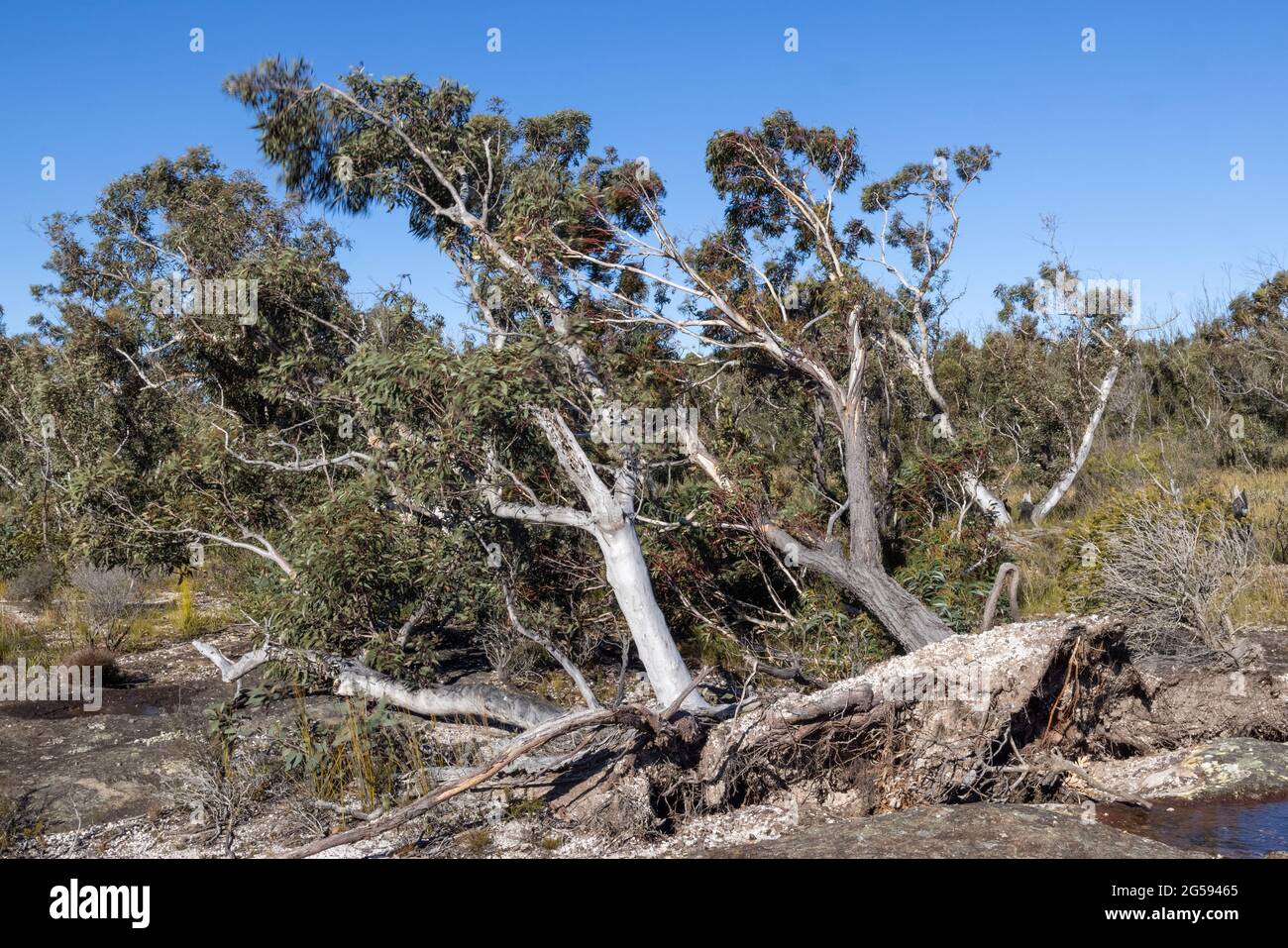 Forte vento che soffia e su-rooting alberi Foto Stock