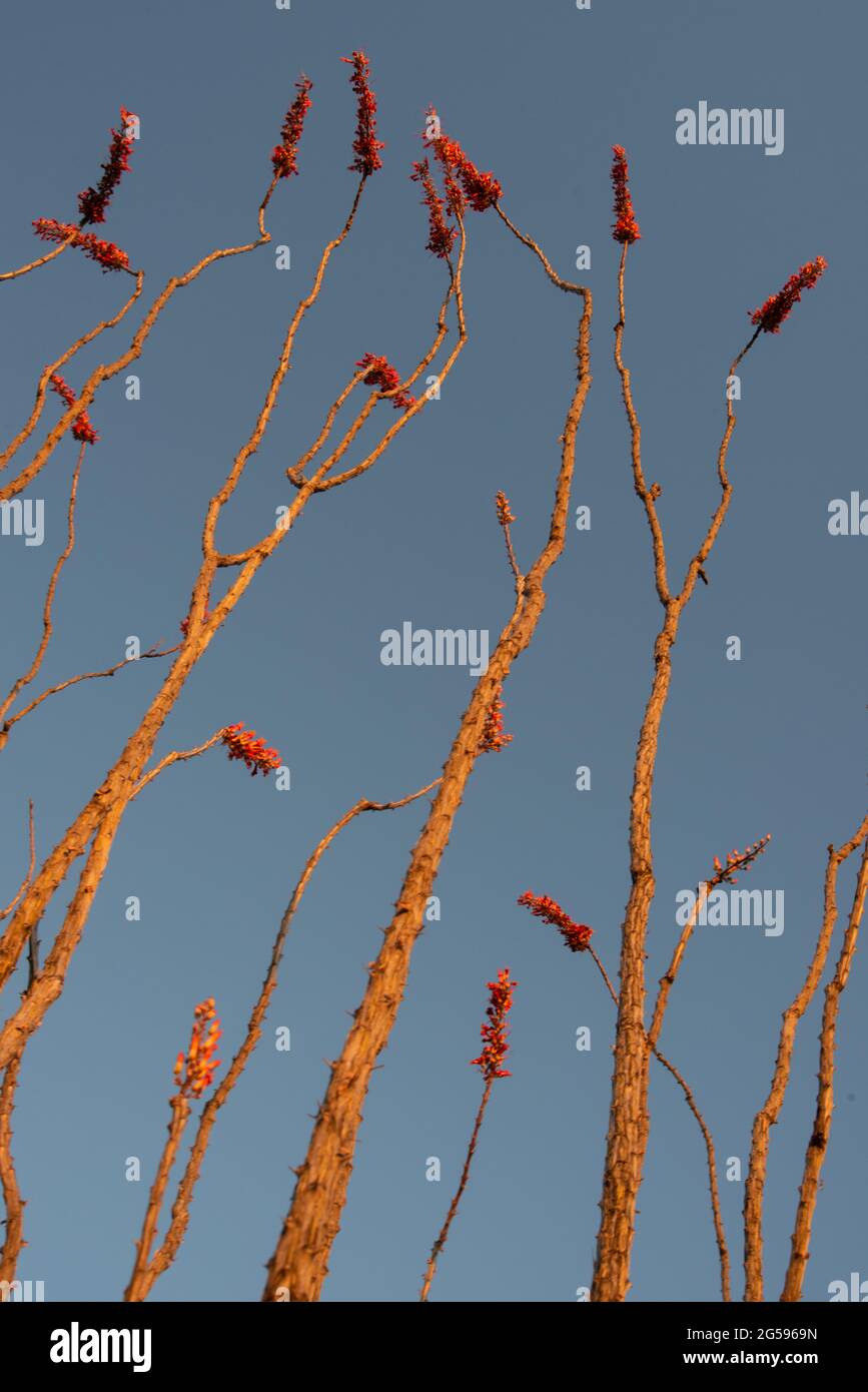 Ocotillo (Fouqueria splendens) Foto Stock