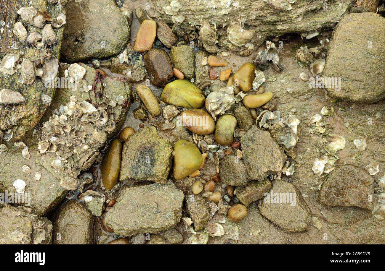 pietre bagnate sulla spiaggia dopo la marea e ci sono granchi nel mezzo delle pietre Foto Stock