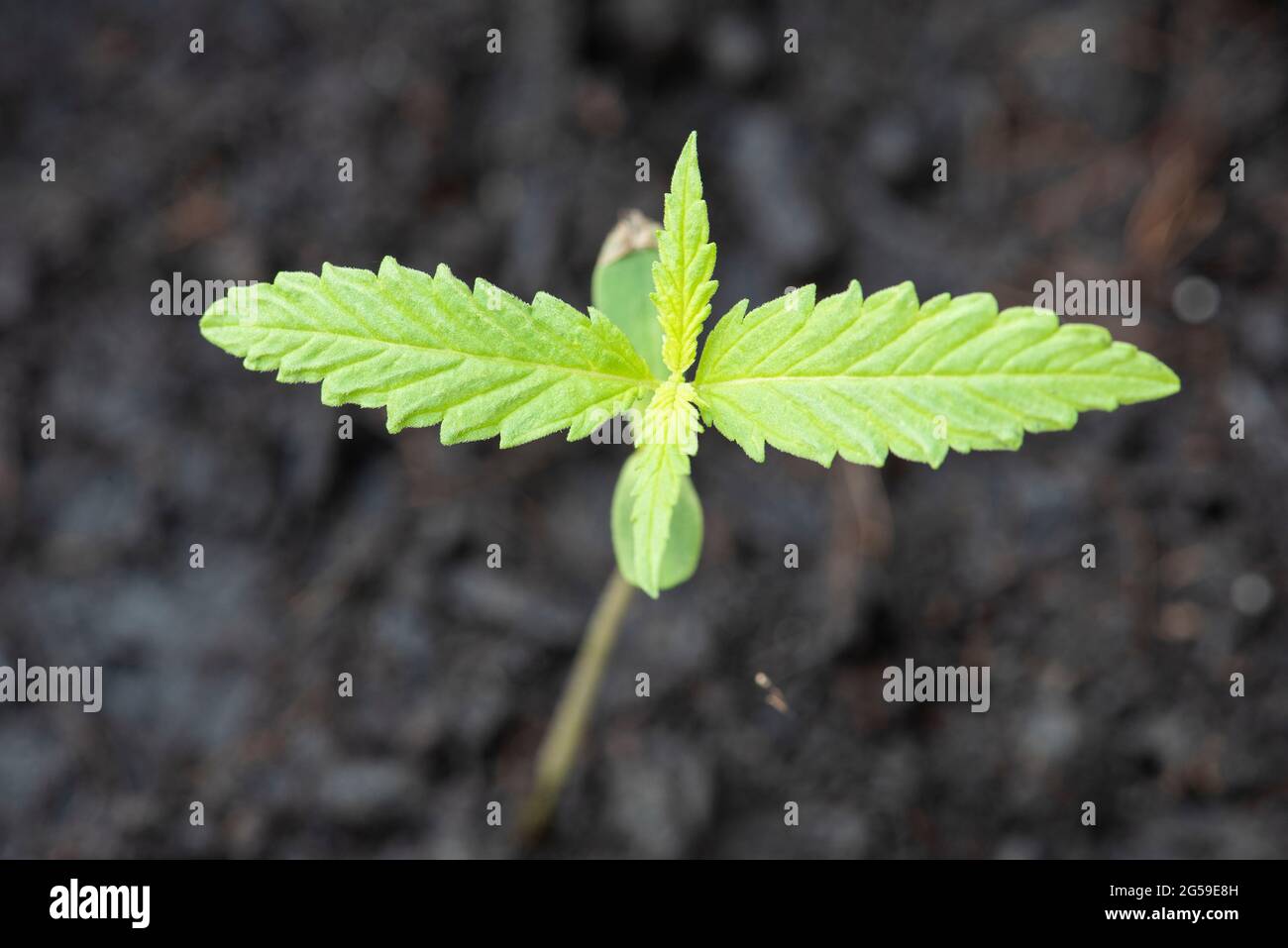 Semi di marijuana semi di canapa verde naturale piccolo germoglio di  germogli, semi di cannabis su sfondo di suolo, primo piano di piantare semi  di canapa agricoltura erbe medic Foto stock 