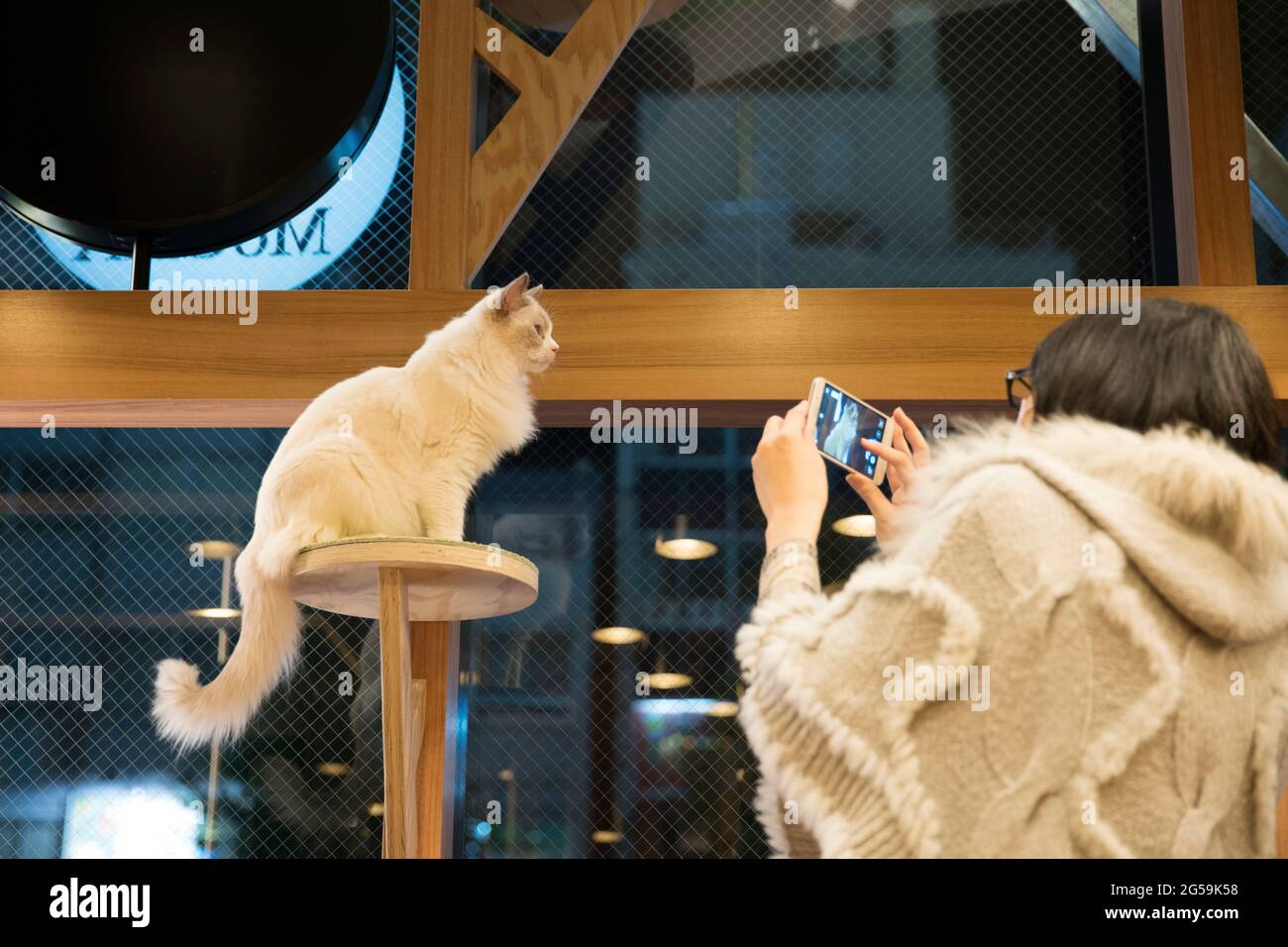 Un Cat cafe a Tokyo, Giappone Foto Stock