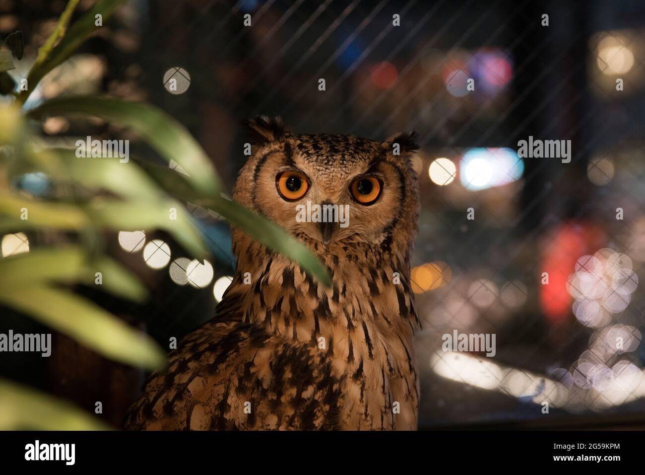 Un gufo in un OWL Cafe a Tokyo, Giappone Foto Stock