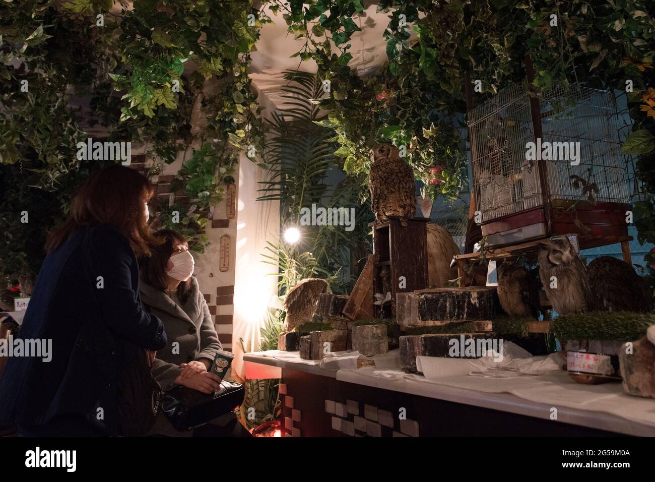 Persone con gufi in un OWL cafe a Tokyo, Giappone Foto Stock