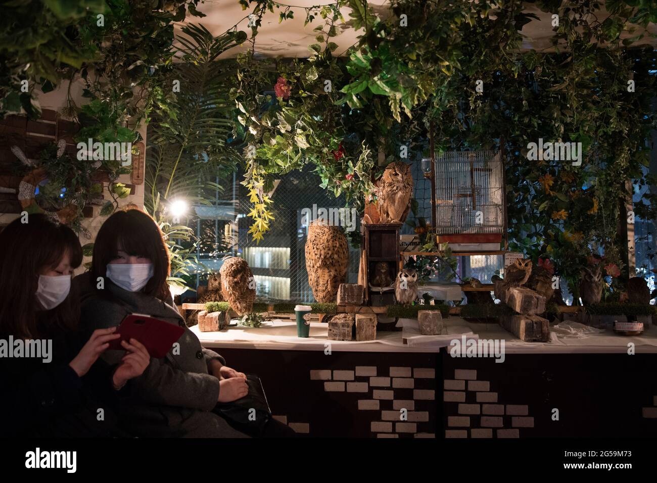 Persone con gufi in un OWL cafe a Tokyo, Giappone Foto Stock