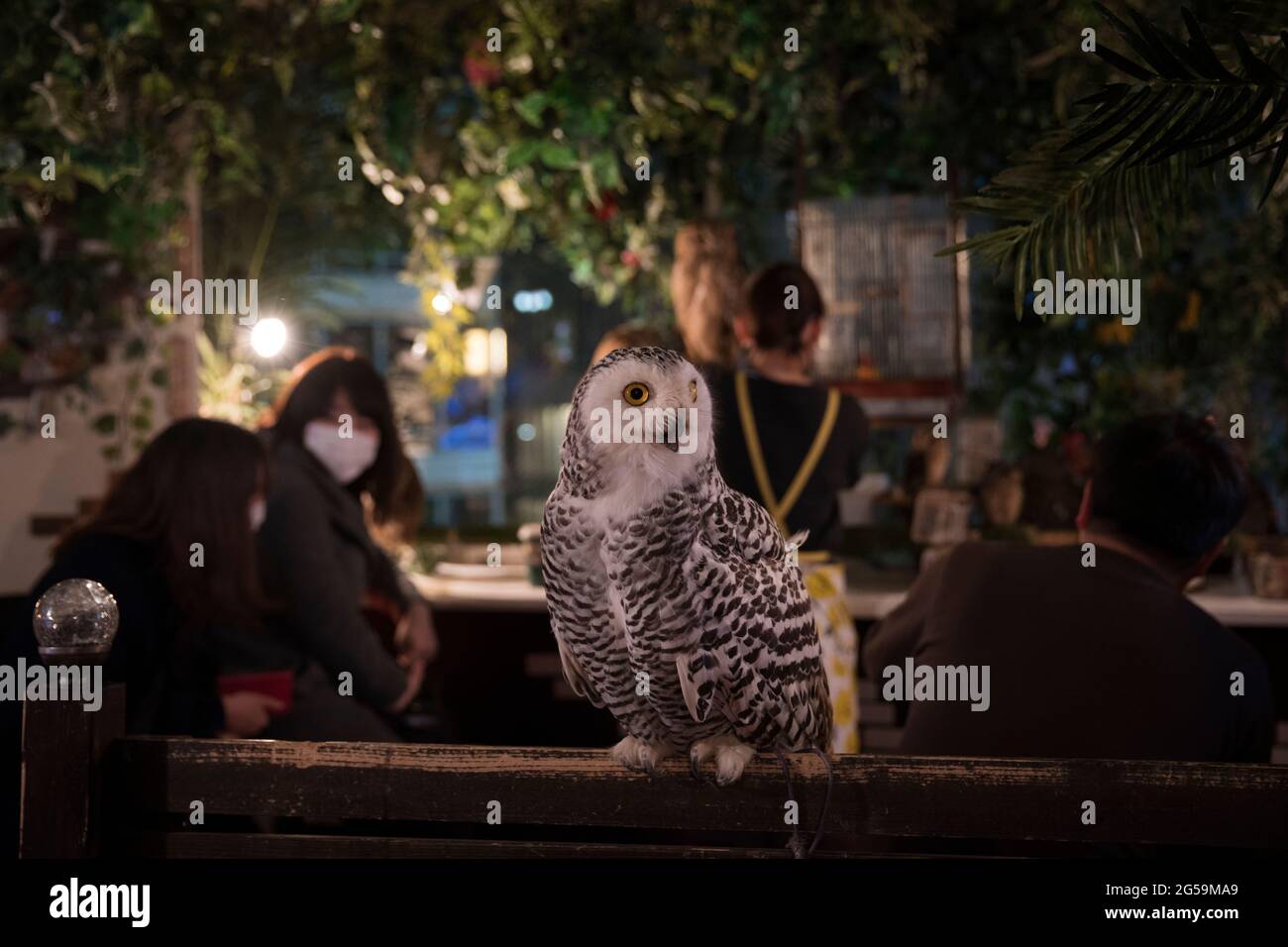 Persone con gufi in un OWL cafe a Tokyo, Giappone Foto Stock
