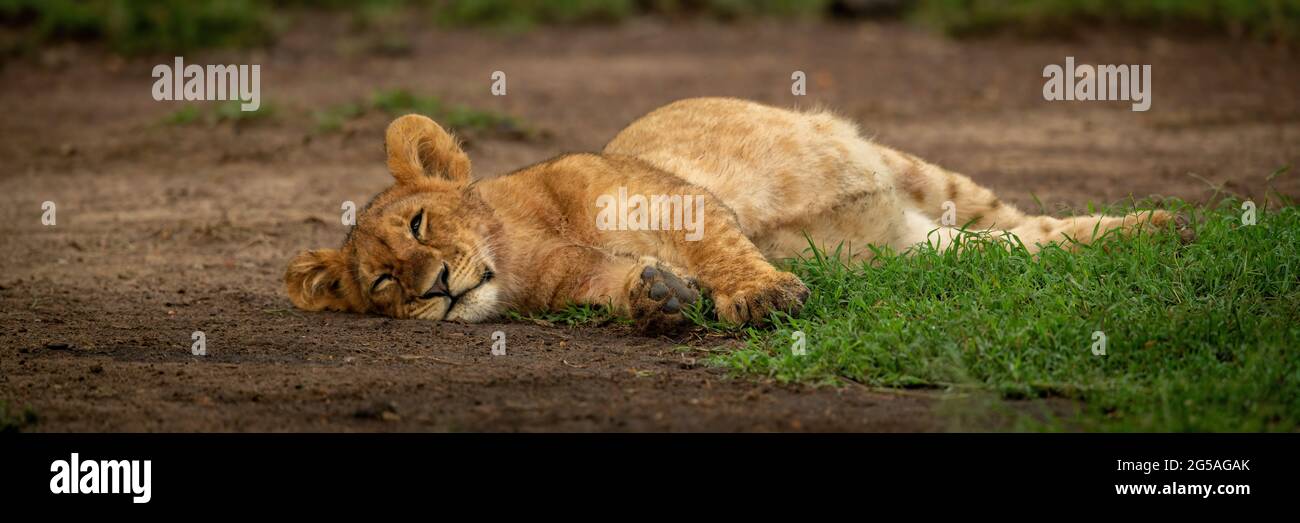 Panorama del cucciolo di leone sonnolento sdraiato Foto Stock