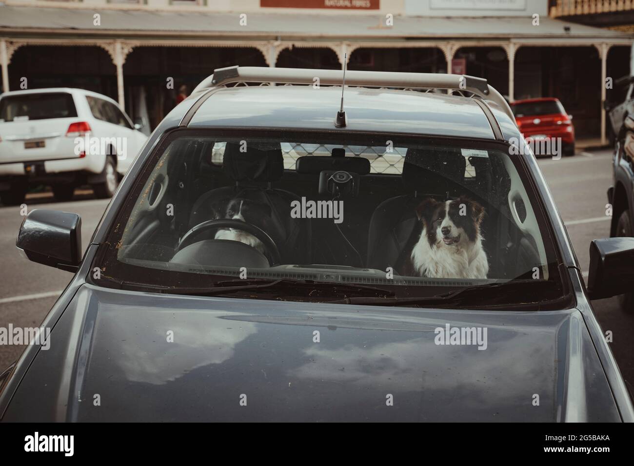 Due Border Collies siedono sui sedili anteriori di un'auto in attesa del loro proprietario. Beechworth, Victoria - 22 dicembre 2020 Foto Stock