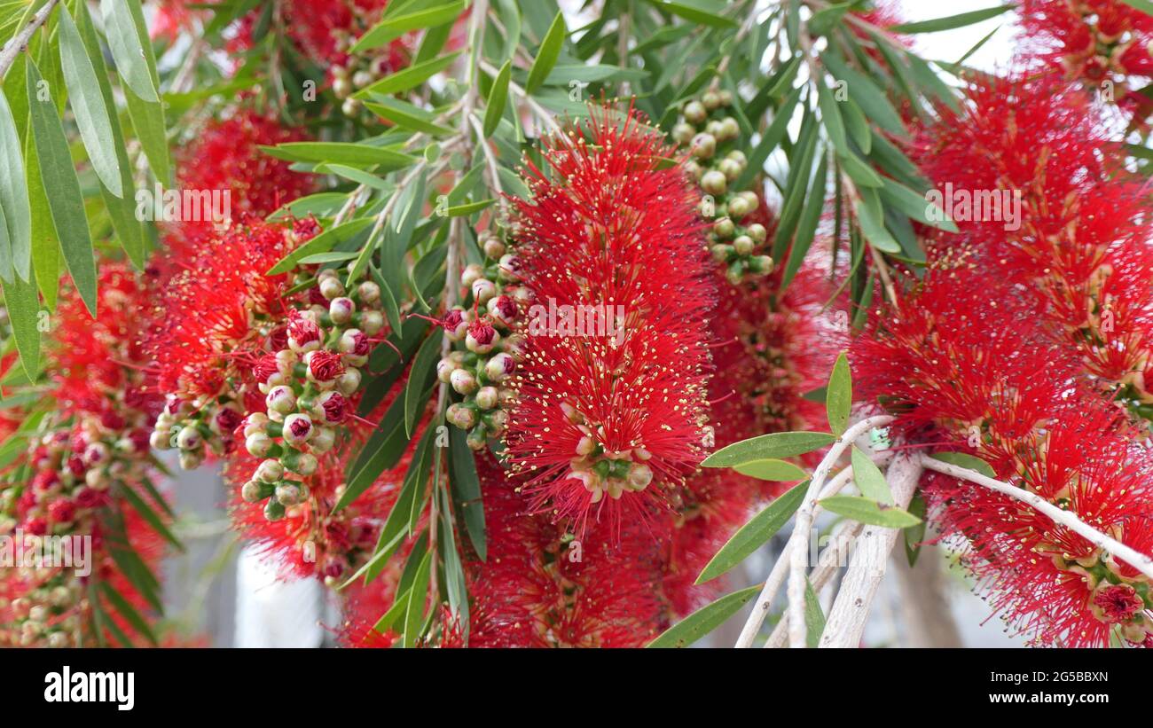 Closeup di bella fioritura delicata fiore di Bottlebrush in Andalusia primavera sole Foto Stock
