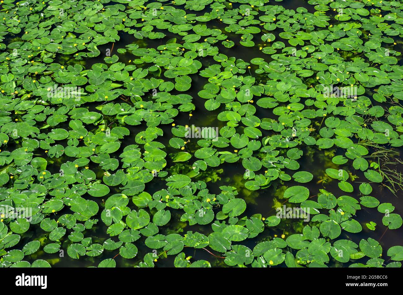 giglio d'acqua. giglio di fondo, texture. pond sopravown con ninfee. Vista dall'alto foglie verdi di loto o di acqua dura pianta di ninfaeaceae famiglia o Foto Stock