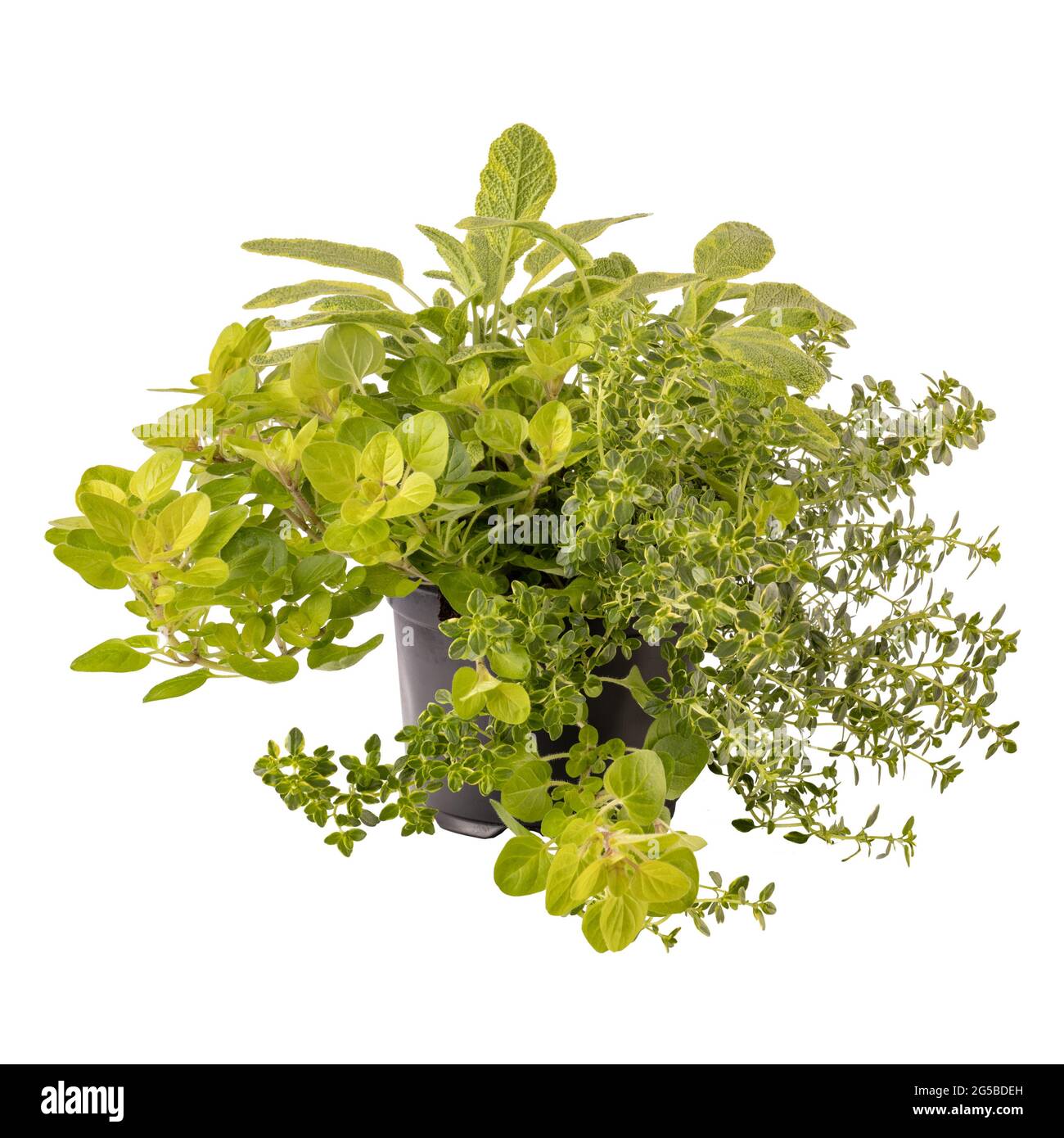 Piante di erbe da cucina in vaso di fiori isolato su sfondo bianco Foto Stock