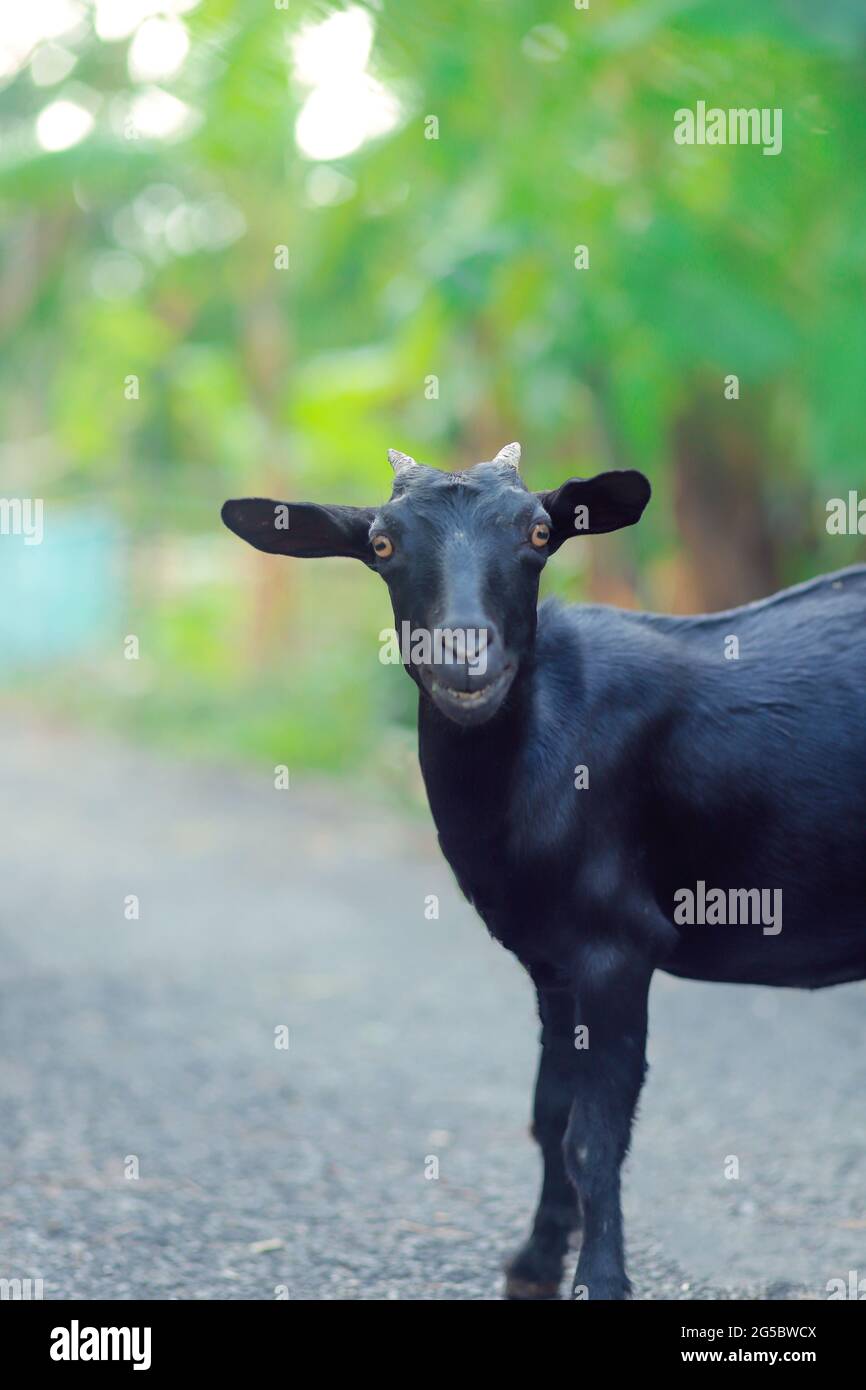 Capra, capra nera, capra domestica, ritratto nero della capra Foto Stock