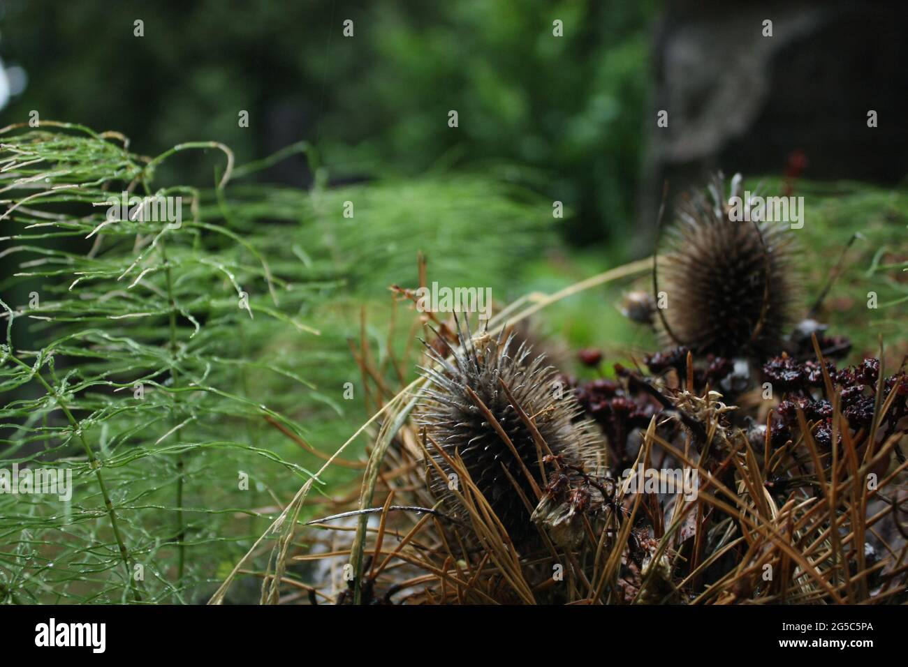 asciugò la corona di thistle su un cimitero con rush di strofinamento e sfondo sfocato Foto Stock