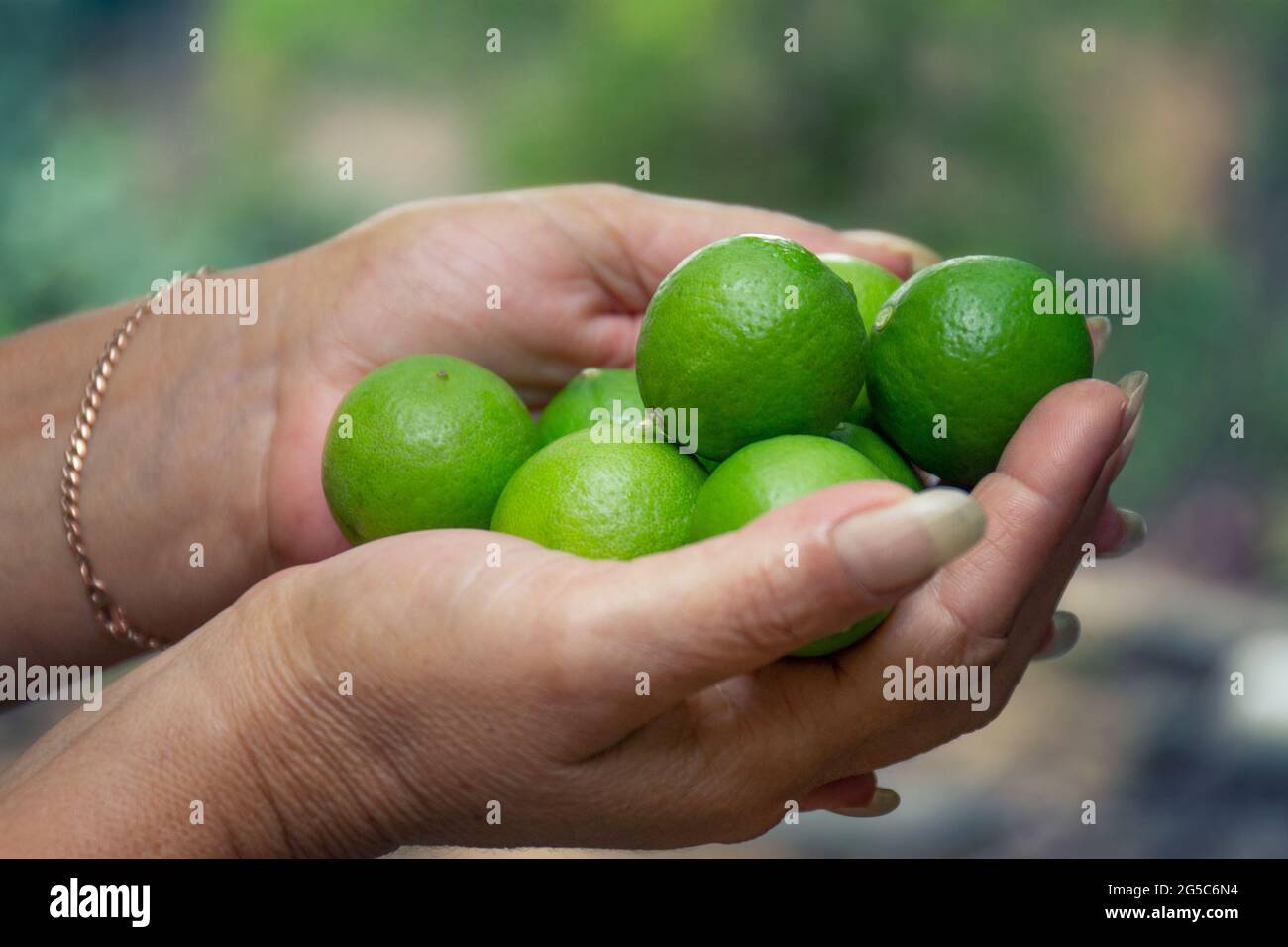 Primo piano di una femmina che tiene lime succose fresche Foto Stock