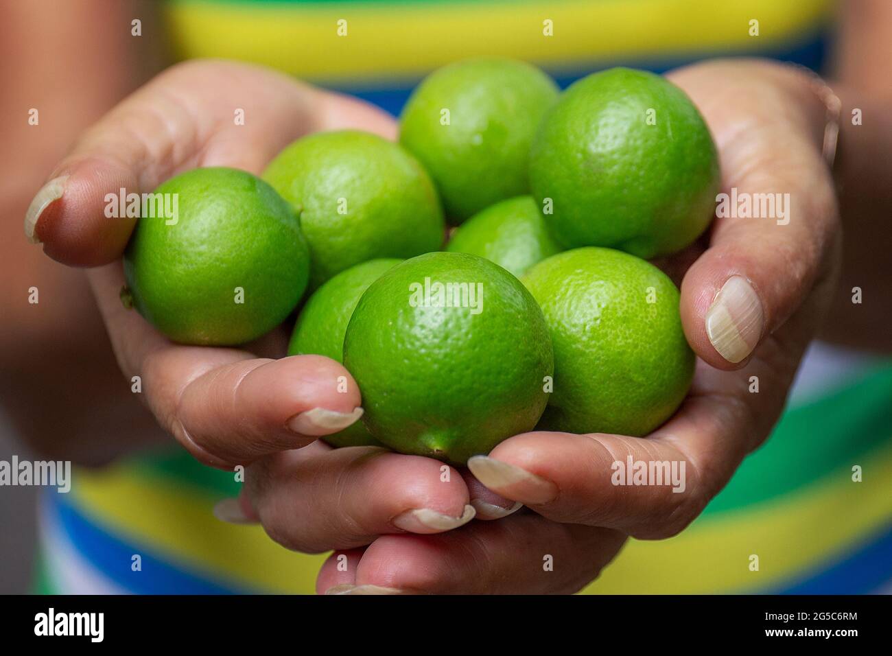 Primo piano di una femmina che tiene fresco calce succosa Foto Stock