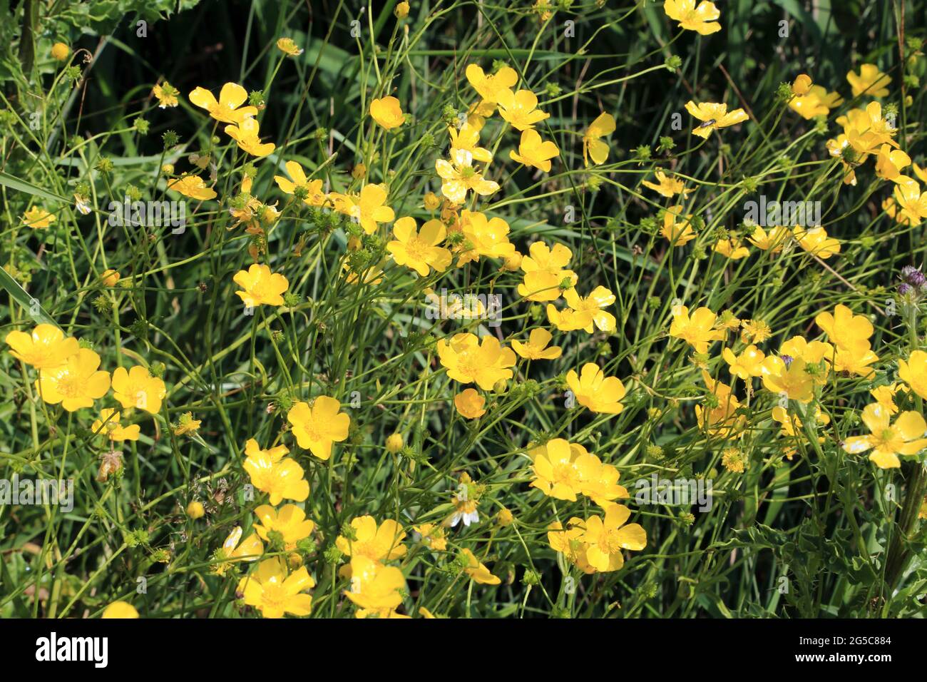 Buttercups nella riserva naturale di Stodmarsh vicino Canterbury, Kent, Inghilterra, Regno Unito Foto Stock